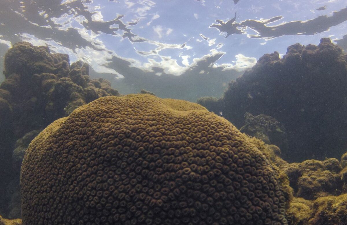 Calor, acidez das águas e pouco alimento ameaçam ecossistemas marinhos