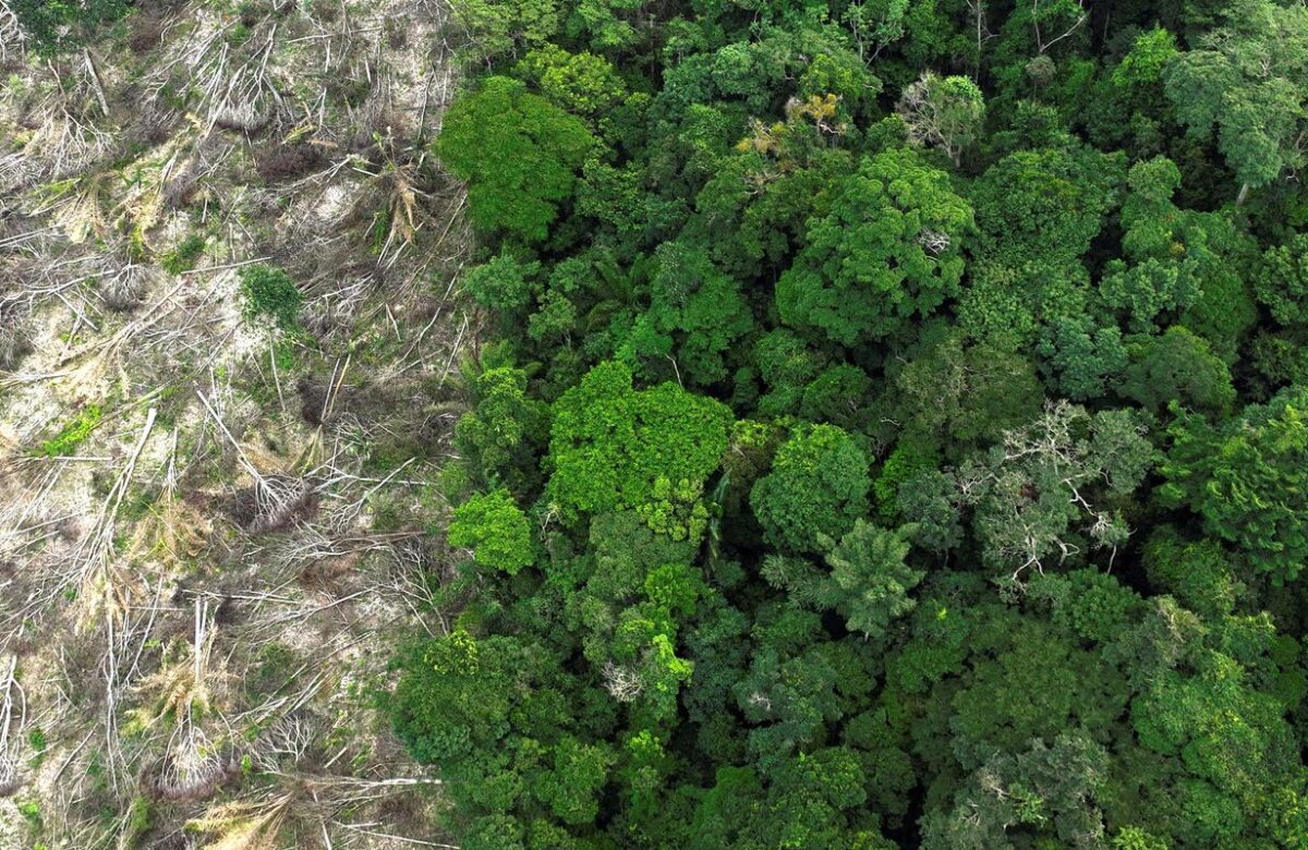 Pesquisa mede impacto de mudanças do clima e desmatamento na Amazônia