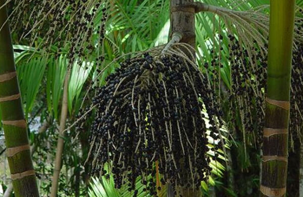 Projeto transforma áreas de queimada em produção sustentável no Marajó