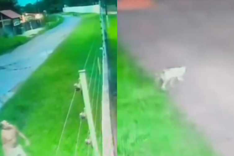 Homem que arremessou filhote de cachorro em Benevides é procurado pela Polícia Civil