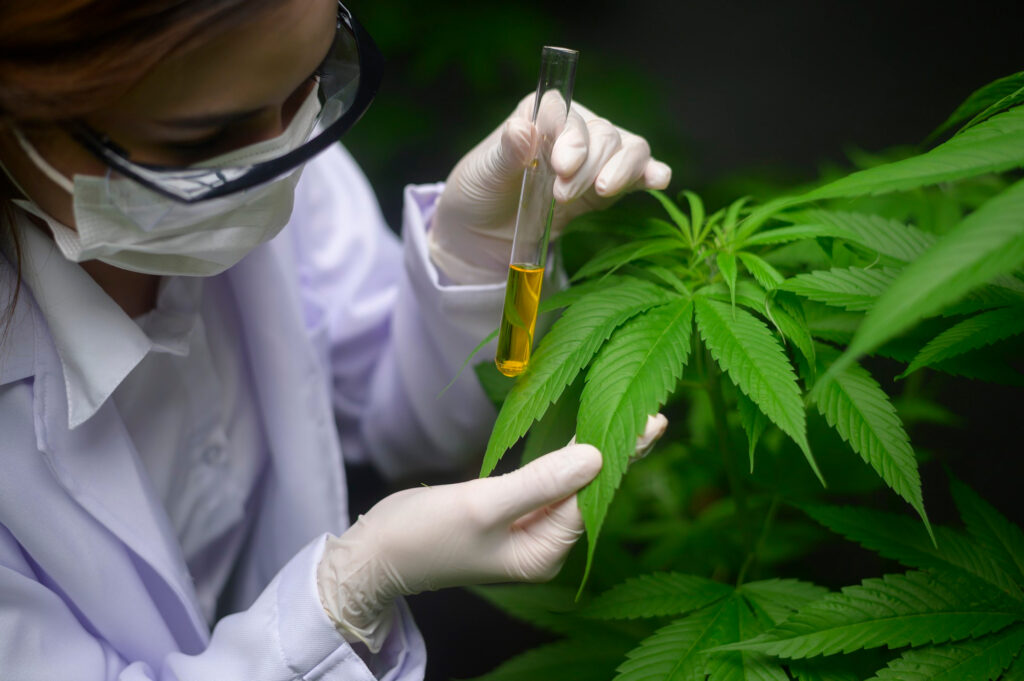 Cannabis: Anvisa aprova cultivo da planta com fins medicinais; entenda