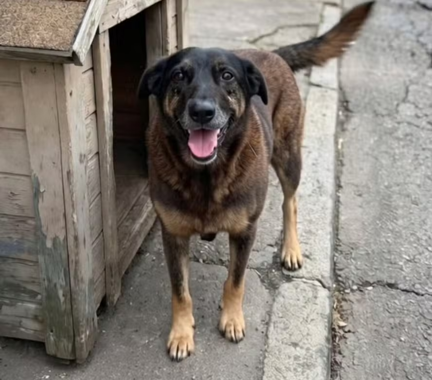 Cão Orelha: familiares de adolescentes investigados por agressão à cachorro são indiciados por coação de testemunhas