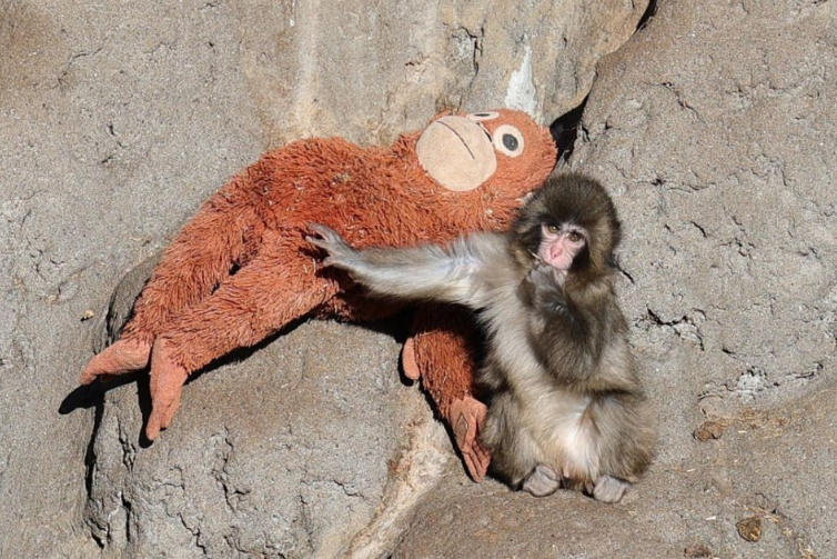 Sucesso nas redes, pelúcia de Punch, macaco abandonado pela mãe, vira febre e esgota em lojas pelo mundo