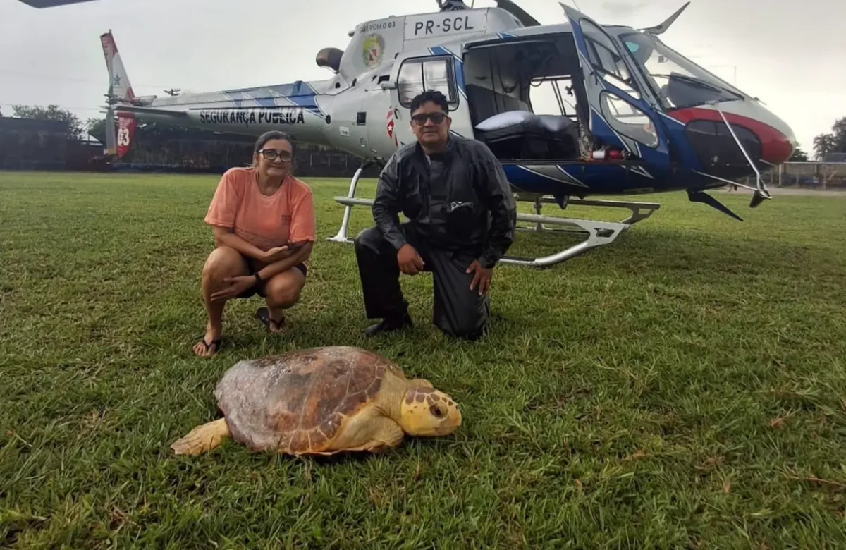 Tartaruga marinha debilitada é resgatada por aeronave do Graesp em Salinópolis