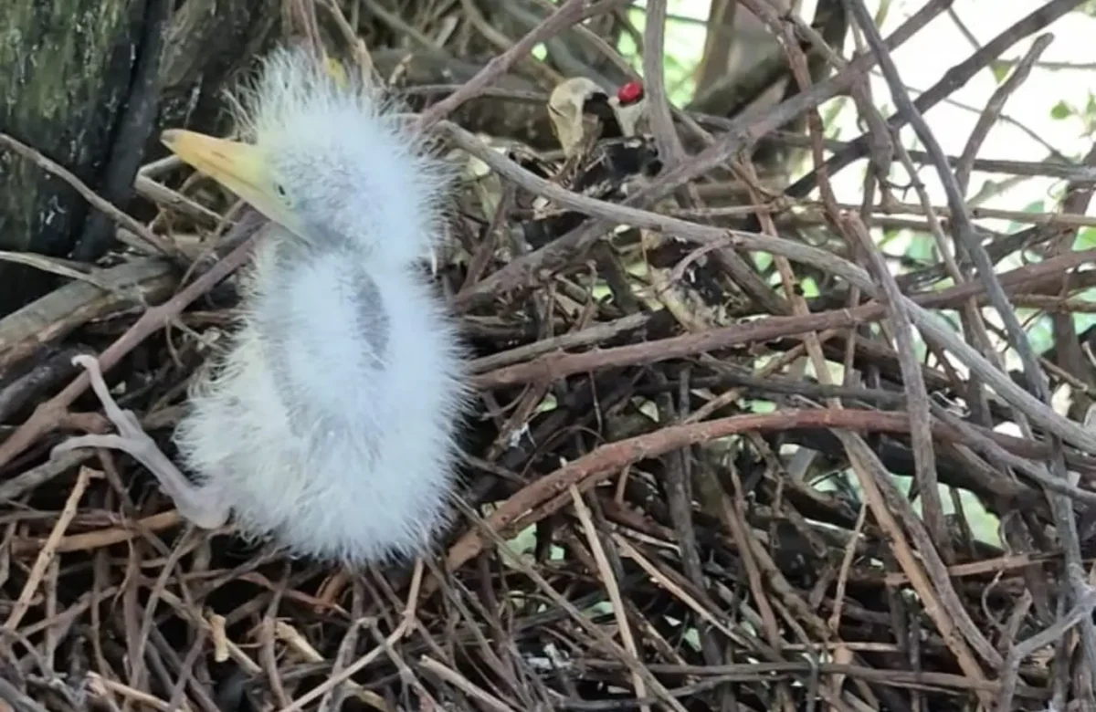 Mangal das Garças registra nascimento inédito de garça-branca-grande
