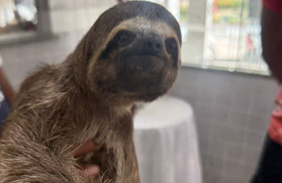 Homem é preso por maus-tratos após manter preguiça amarrada para abate em Muaná