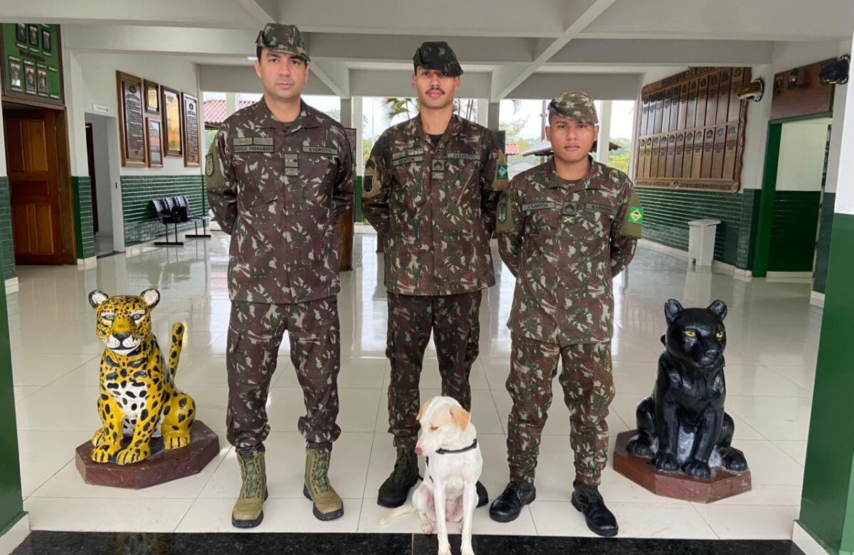 Salva por militar após ataque de sucuri, cadela é adotada e recebe o nome de Mel