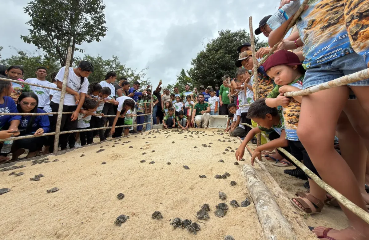 Comunidade do Português, no oeste do Pará, solta mais de mil filhotes de quelônios em ação de preservação ambiental