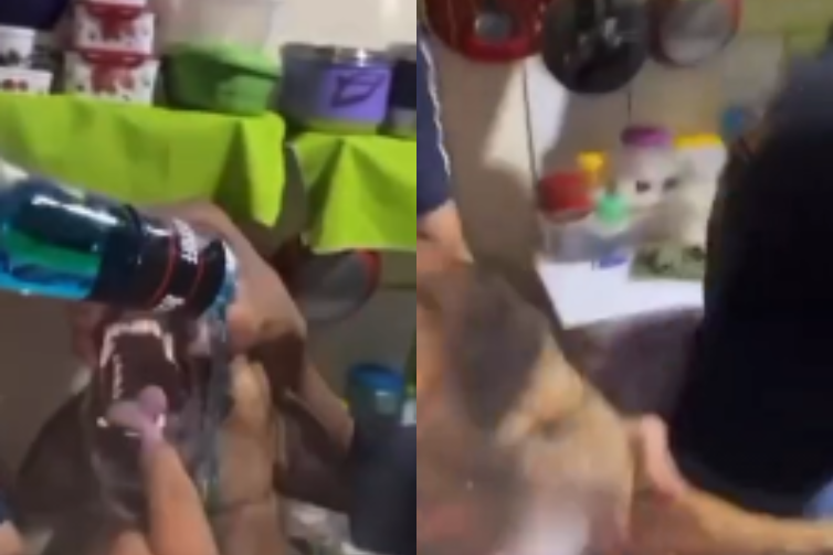Adolescentes gravam vídeo oferecendo bebida alcoólica a cachorro em Capanema e geram revolta nas redes sociais