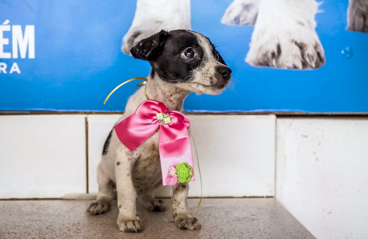 Prefeitura leva atendimento veterinário gratuito e incentivo à adoção responsável à Praça da República neste domingo (29)