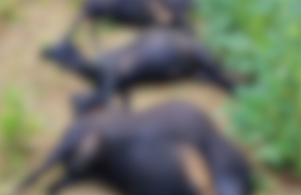 Agricultor é suspeito de atropelar e matar carneiros em Mojuí dos Campos