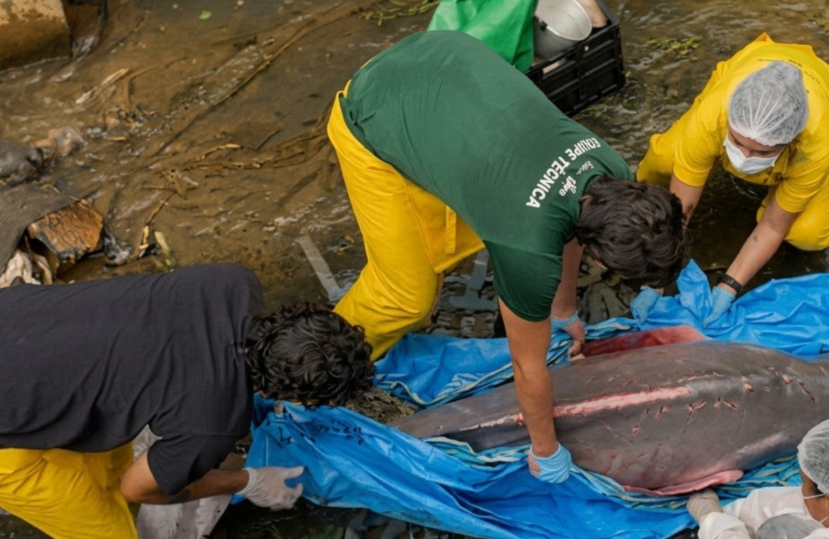 Morre nesta quinta-feira (19) boto-cor-de-rosa resgatado em canal