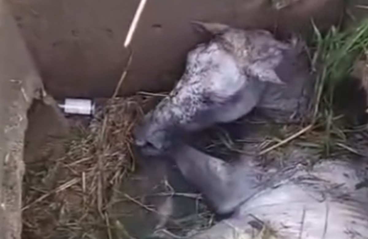 Moradores resgatam cavalo que caiu em buraco em rua de Ananindeua