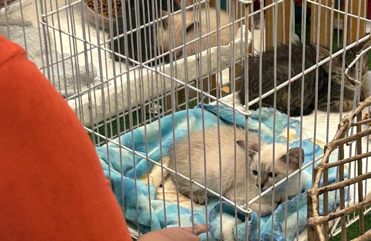 Feira de adoção pet em shopping de Belém reúne cães e gatos resgatados neste sábado (21)