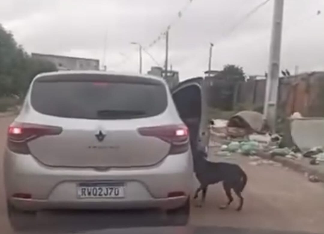 Família contesta vídeo de suposto abandono de animal em Belém: ‘Foi interpretado de forma equivocada’