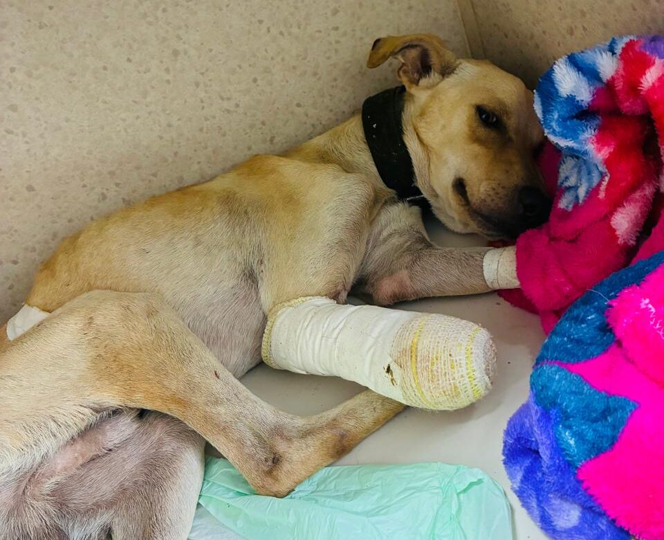 Cachorro com pata decepada é resgatado pela Guarda Municipal em Benevides