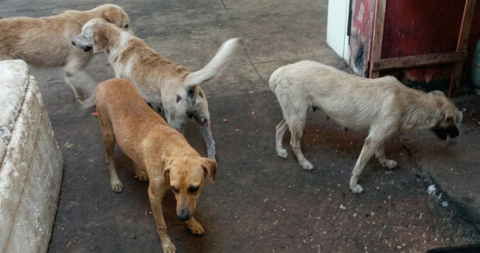Justiça determina que cães vítimas de maus-tratos sejam retirados de suspeito em Castanhal