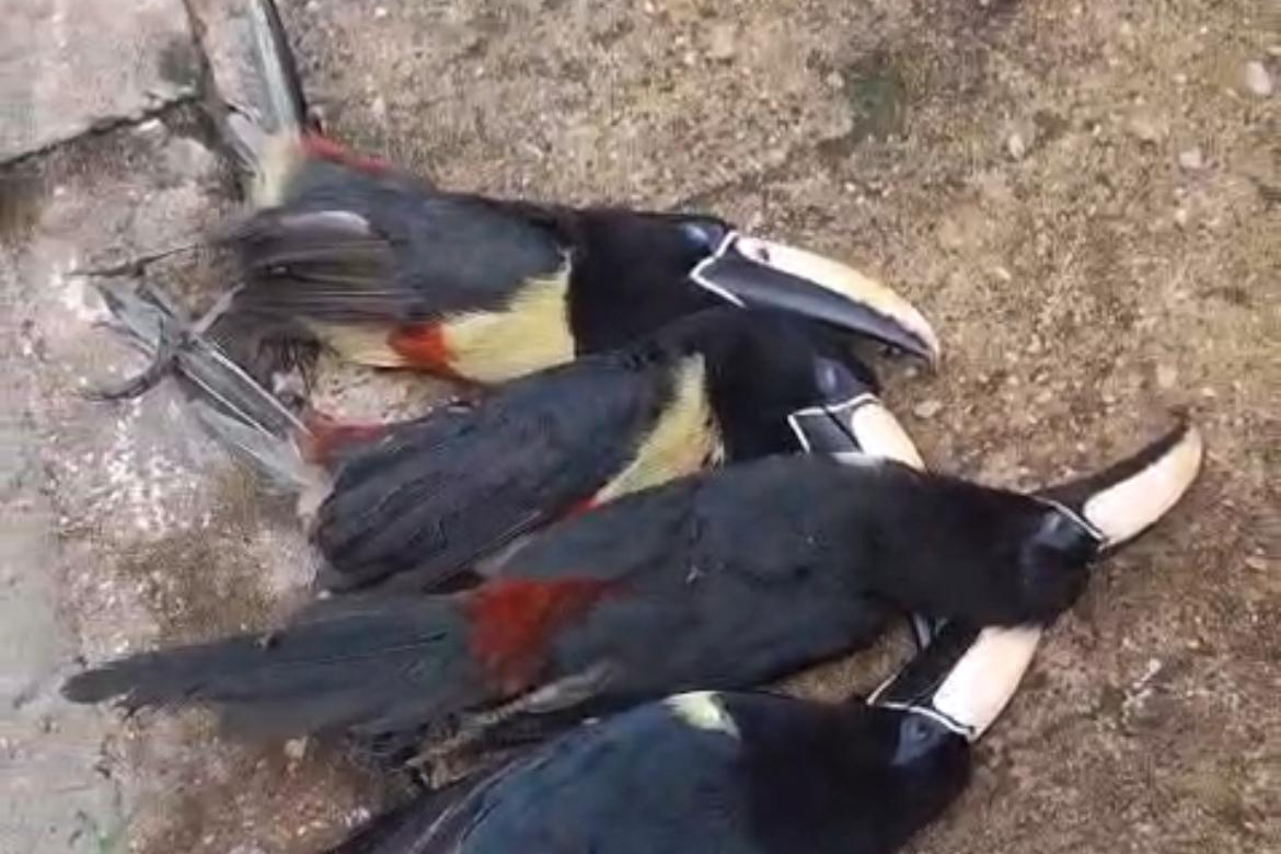 Tucanos são encontrados mortos em Belém; suspeita-se que tenham sido eletrocutados na rede elétrica