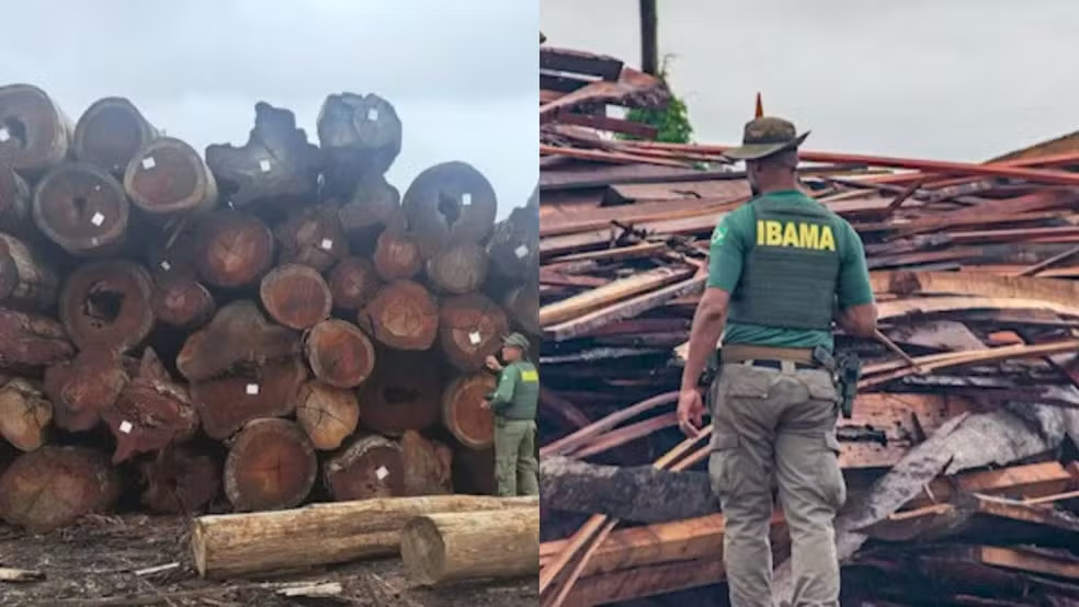 Operação do ICMBio e Ibama aplica mais de R$ 110 milhões em multas a serrarias no Pará
