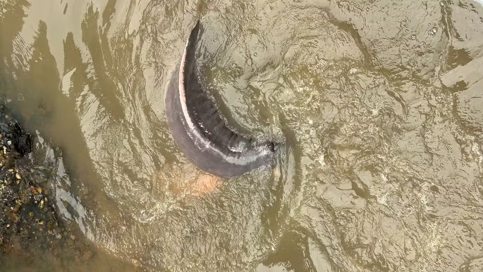 Boto é encontrado em canal no bairro do Marco