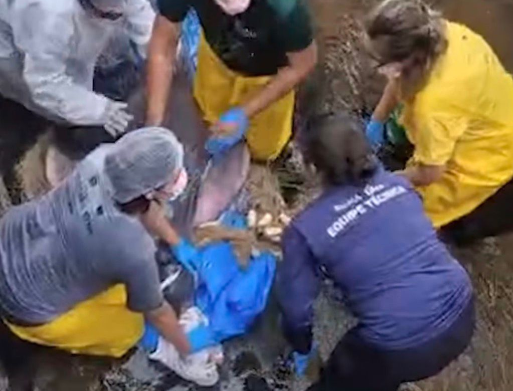 Boto-cor-de-rosa encontrado em canal no Marco é resgatado e encaminhado à UFRA