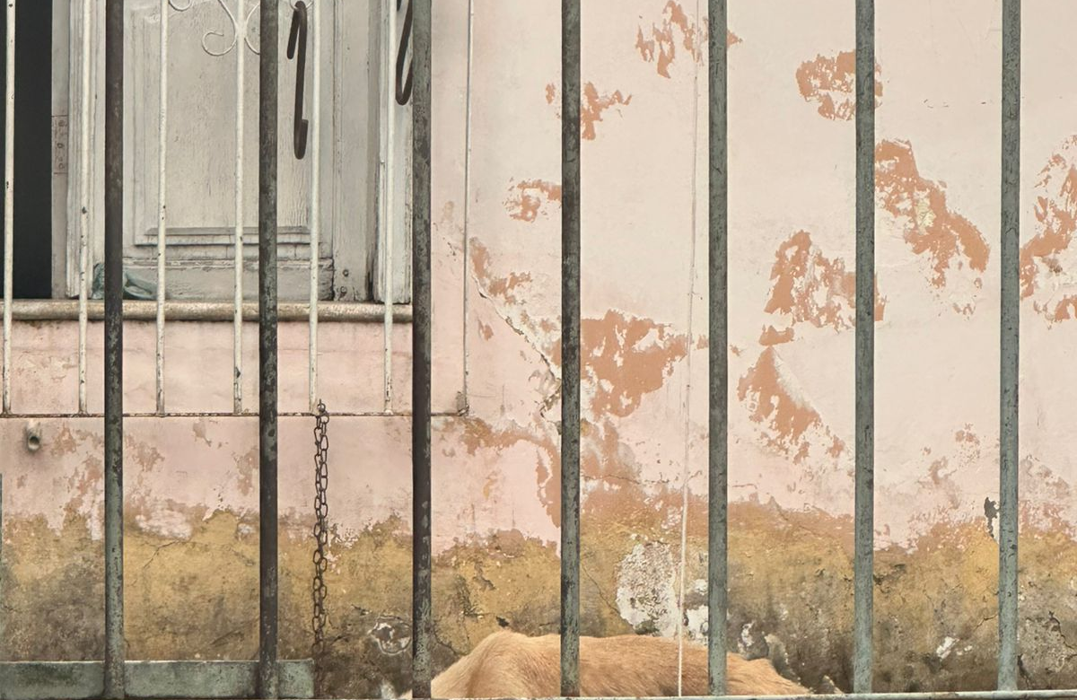 Imagens mostram cachorro debilitado em residência no Tapanã e polícia investiga