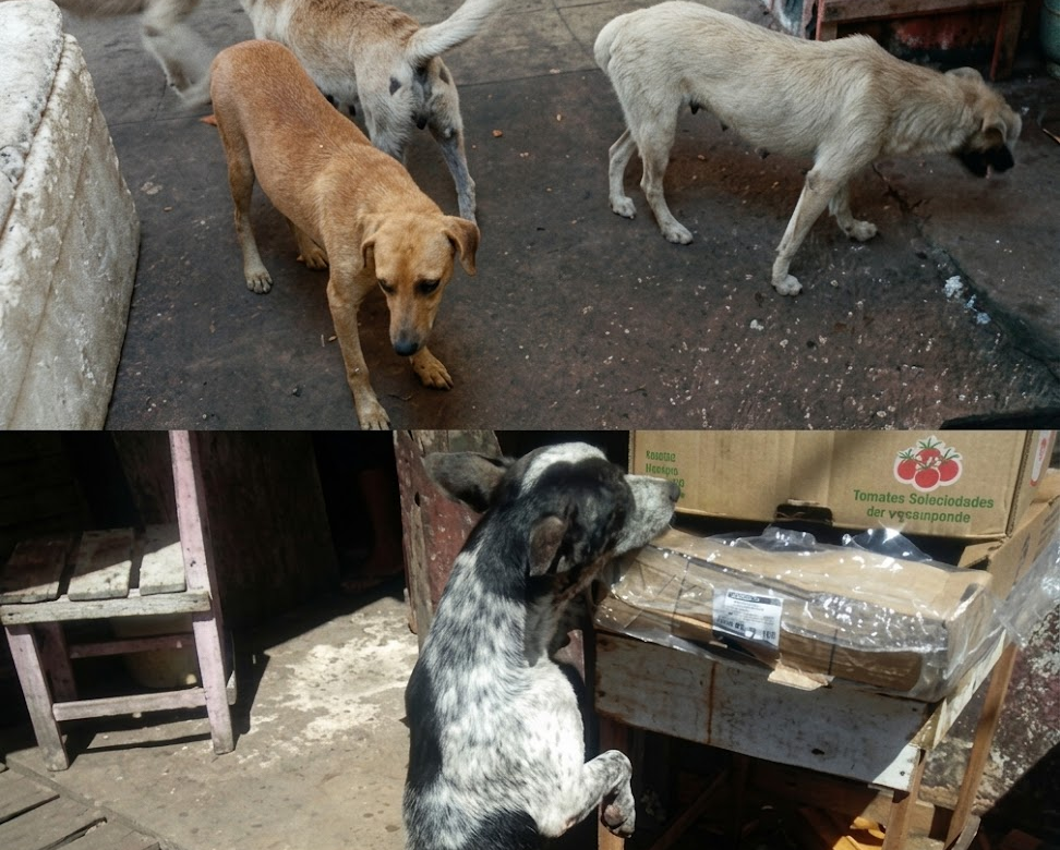 Ministério Público denuncia homem por prática de zoofilia contra 11 cães em Castanhal