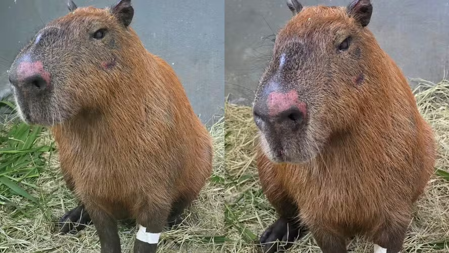 Capivara agredida na Ilha passa bem, mas próximas horas serão decisivas; oito foram presos