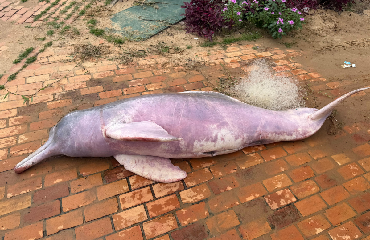 Ibama investiga morte de boto encontrado preso em rede de pesca em Mosqueiro