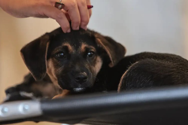 Lei define guarda compartilhada de pets; veja detalhes