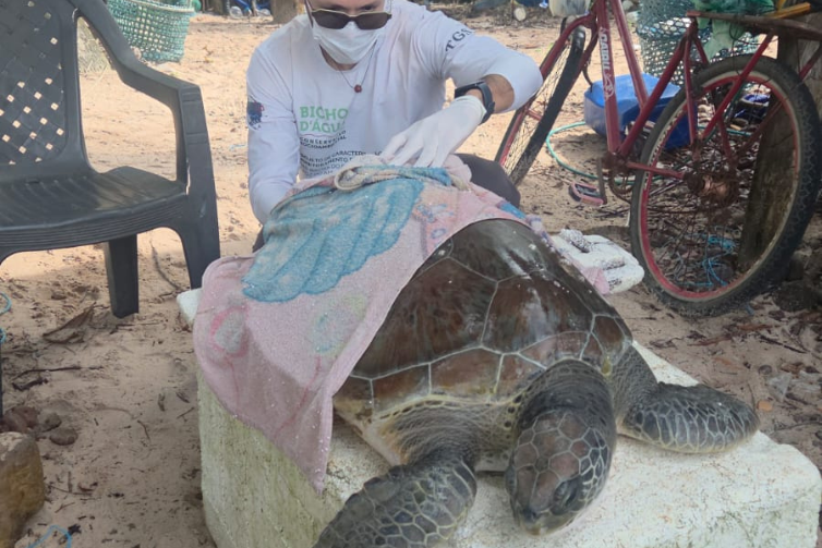 Tartaruga-verde ameaçada de extinção é resgatada com vida em praia de Maracanã, no Pará