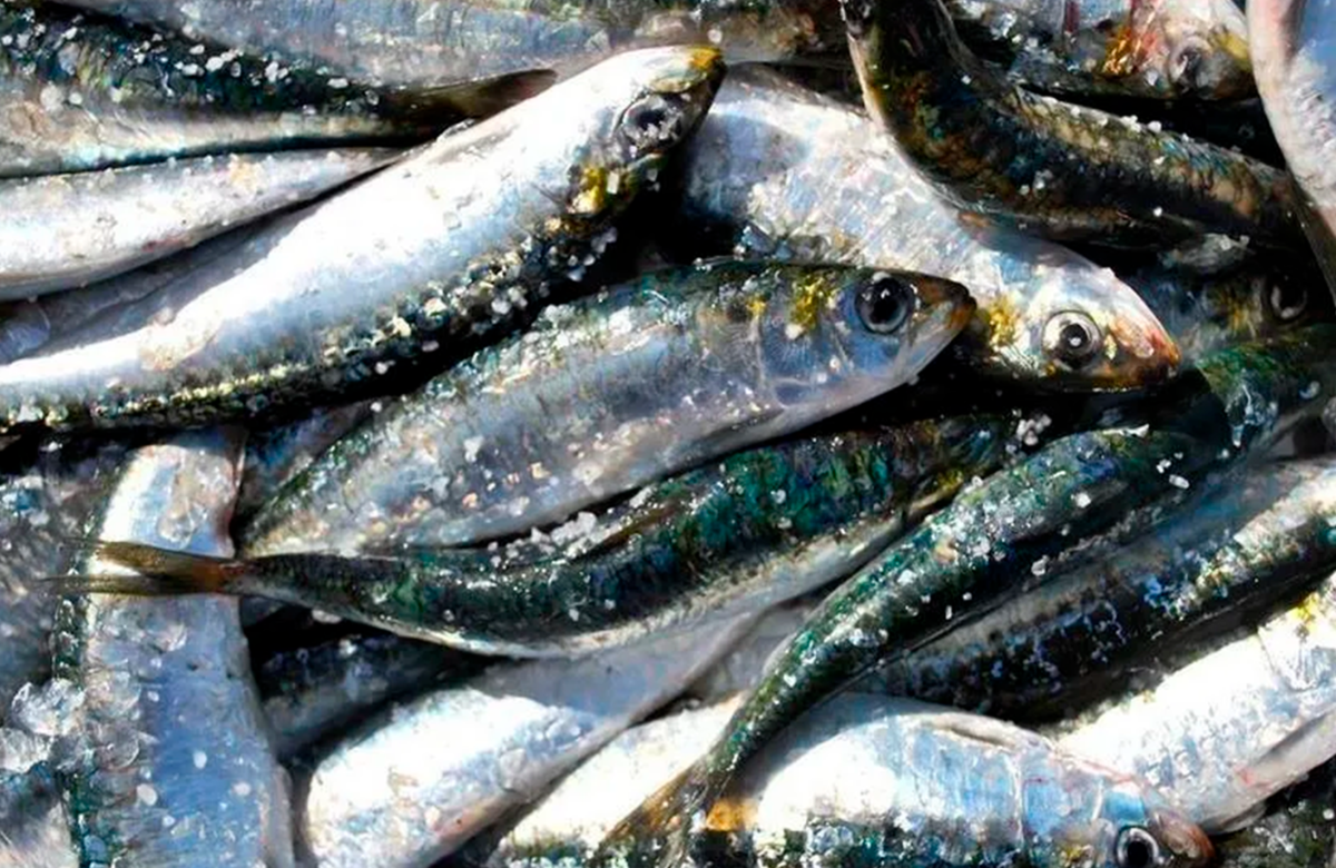 Anvisa determina recolhimento de lote de sardinha congelada por presença de bactéria Salmonella