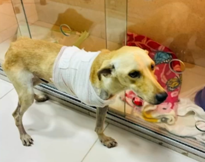 Cão vítima de maus-tratos em Benevides recebe alta após amputação e aguarda adoção