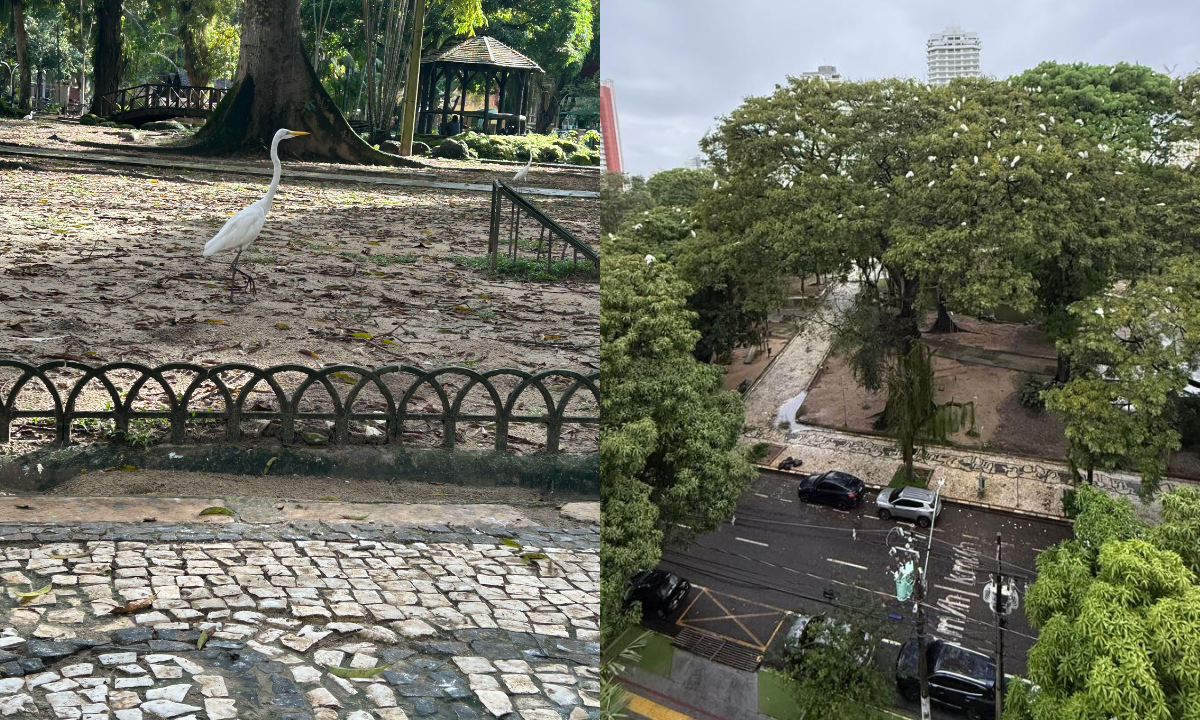 Superpopulação de garças na Praça Batista Campos acende alerta para altos riscos à saúde; autoridades ainda não se manifestaram