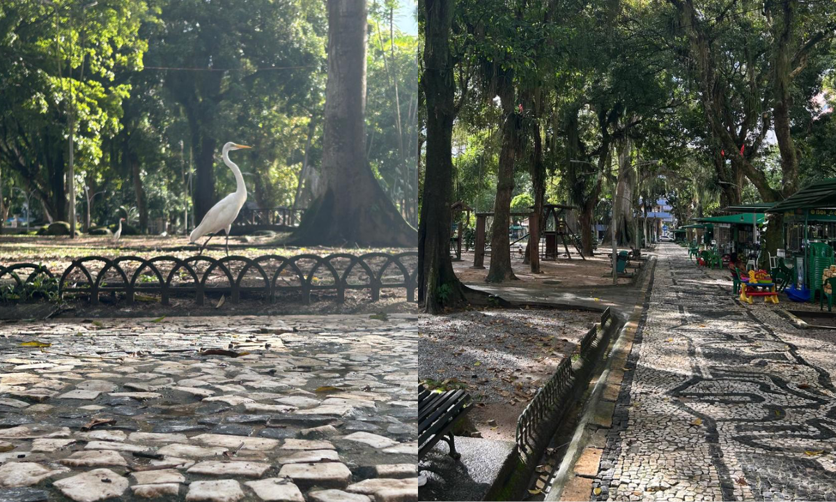 Queda nas vendas de água de coco e medo de frequentadores: aumento de garças preocupa quem circula pela Praça Batista Campos