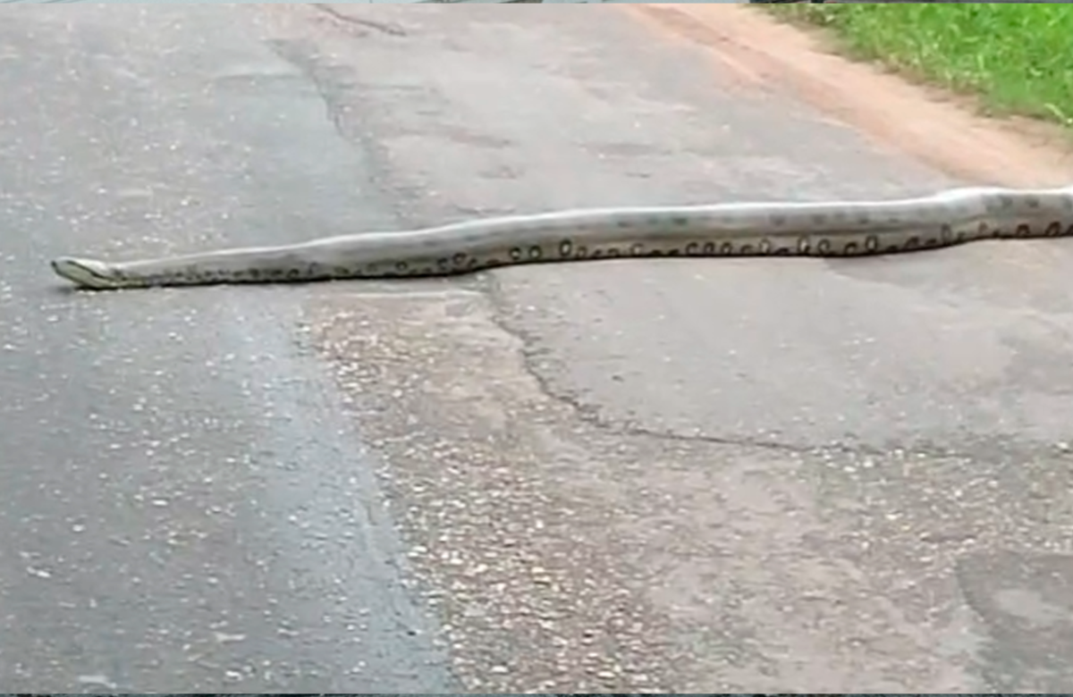 Sucuri é flagrada por motoristas tentando atravessar rua movimentada em Castanhal