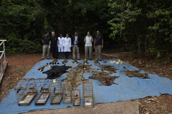 Mais de 3 mil apreensões e algumas mortes emblemáticas retratam crise silenciosa contra a fauna no Pará