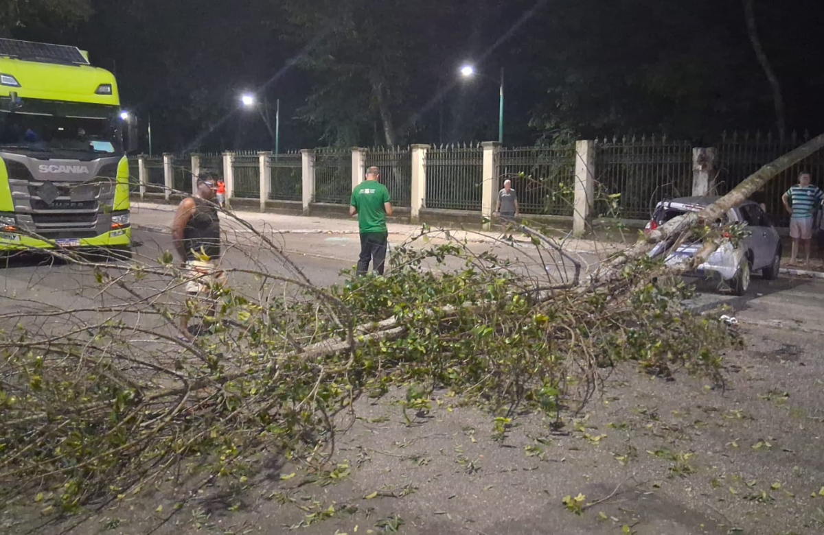 Árvore do Bosque Rodrigues Alves cai e atinge carro no bairro do Marco