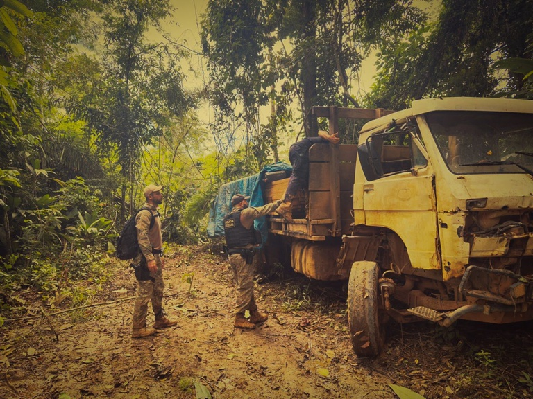 PF combate exportação ilegal de madeira em Terra indígena no Pará