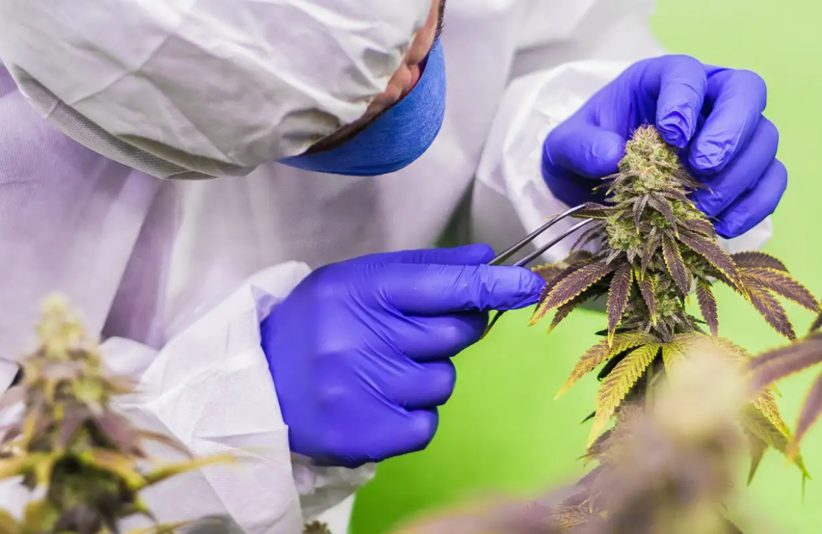 Canabidiol consegue reverter danos cerebrais da doença de Alzheimer, aponta estudo