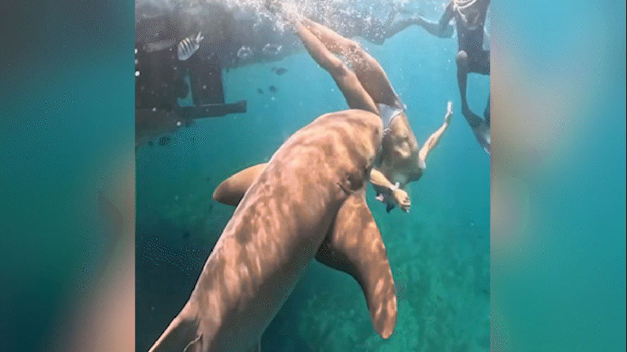 Novo vídeo mostra momento em que surfista é mordida por tubarão em Fernando de Noronha
