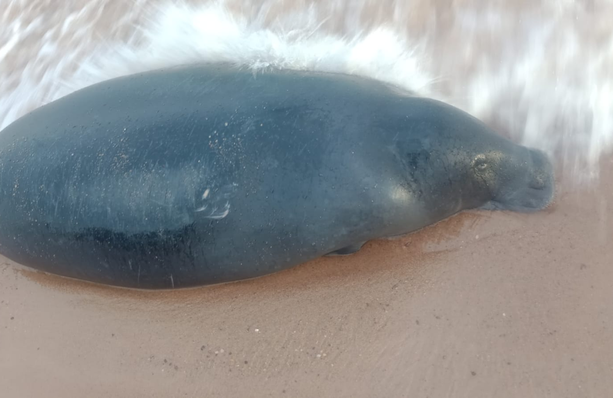 Peixe-boi é encontrado morto em praia no distrito de Mosqueiro
