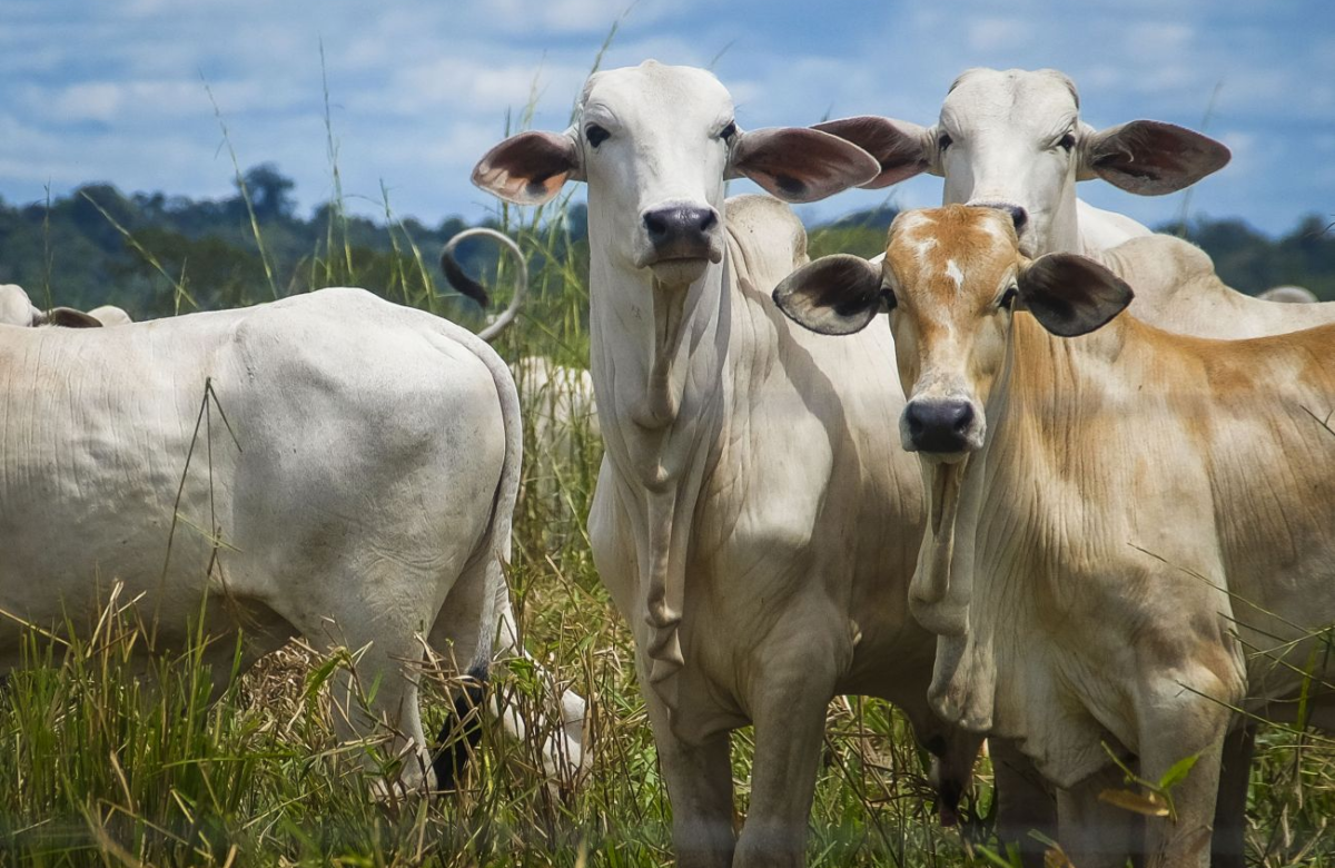 Carne em alta, boi valorizado. O Pará está no epicentro da nova corrida global da proteína.