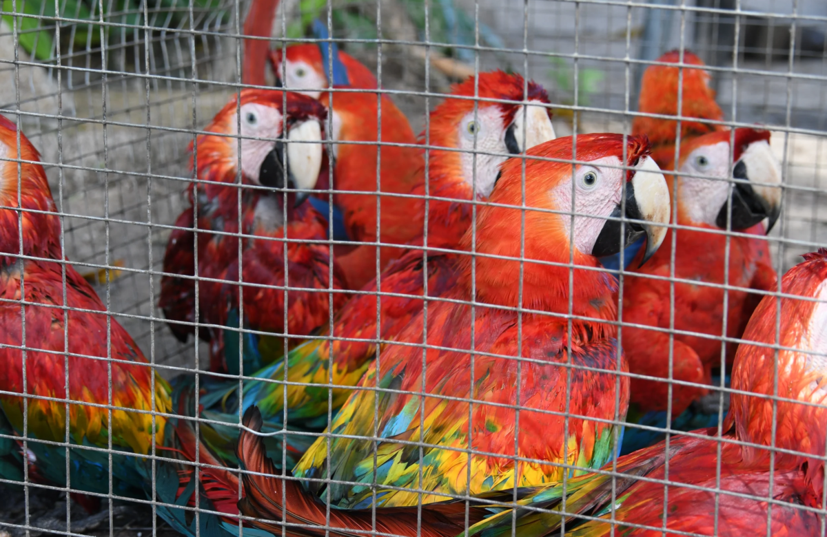 Mais de 3 mil apreensões e algumas mortes emblemáticas retratam crise silenciosa contra a fauna no Pará