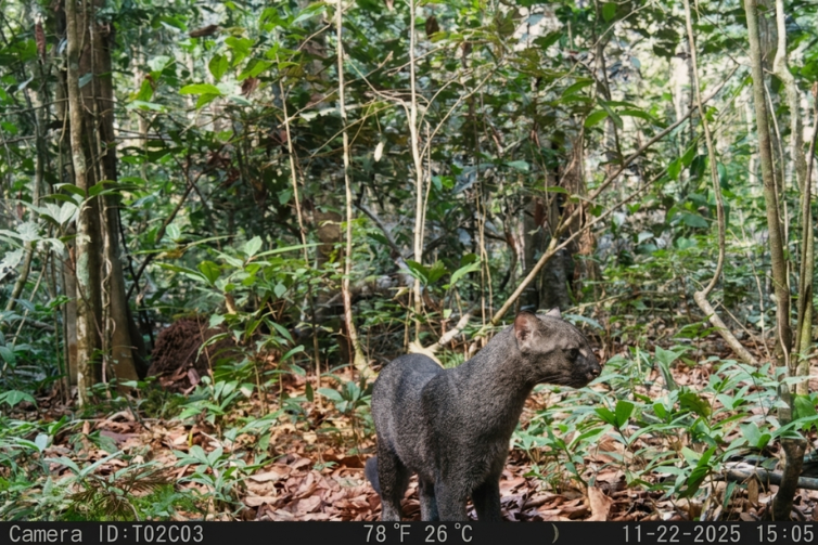 Jaguarundi, espécie rara de felino e ameaçado de extinção, é flagrado em parque no Oeste do Pará pela primeira vez