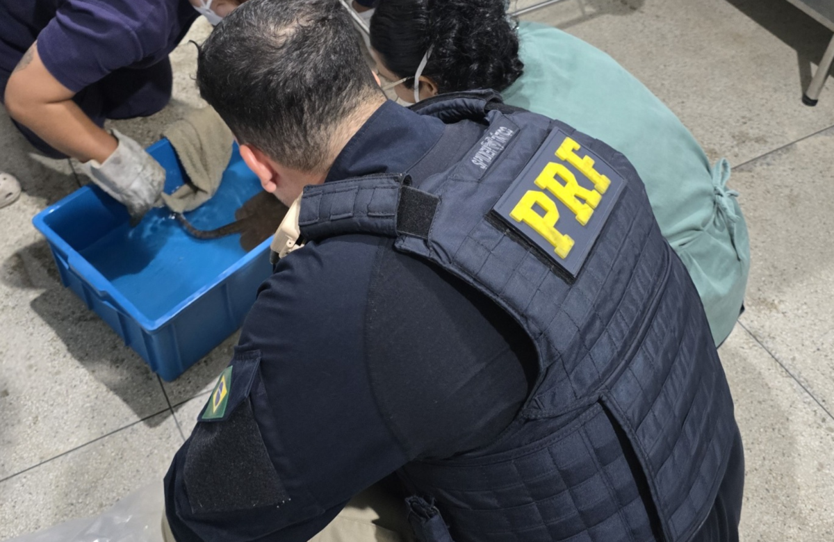 PRF resgata seis arraias transportadas irregularmente na BR-316, em Castanhal