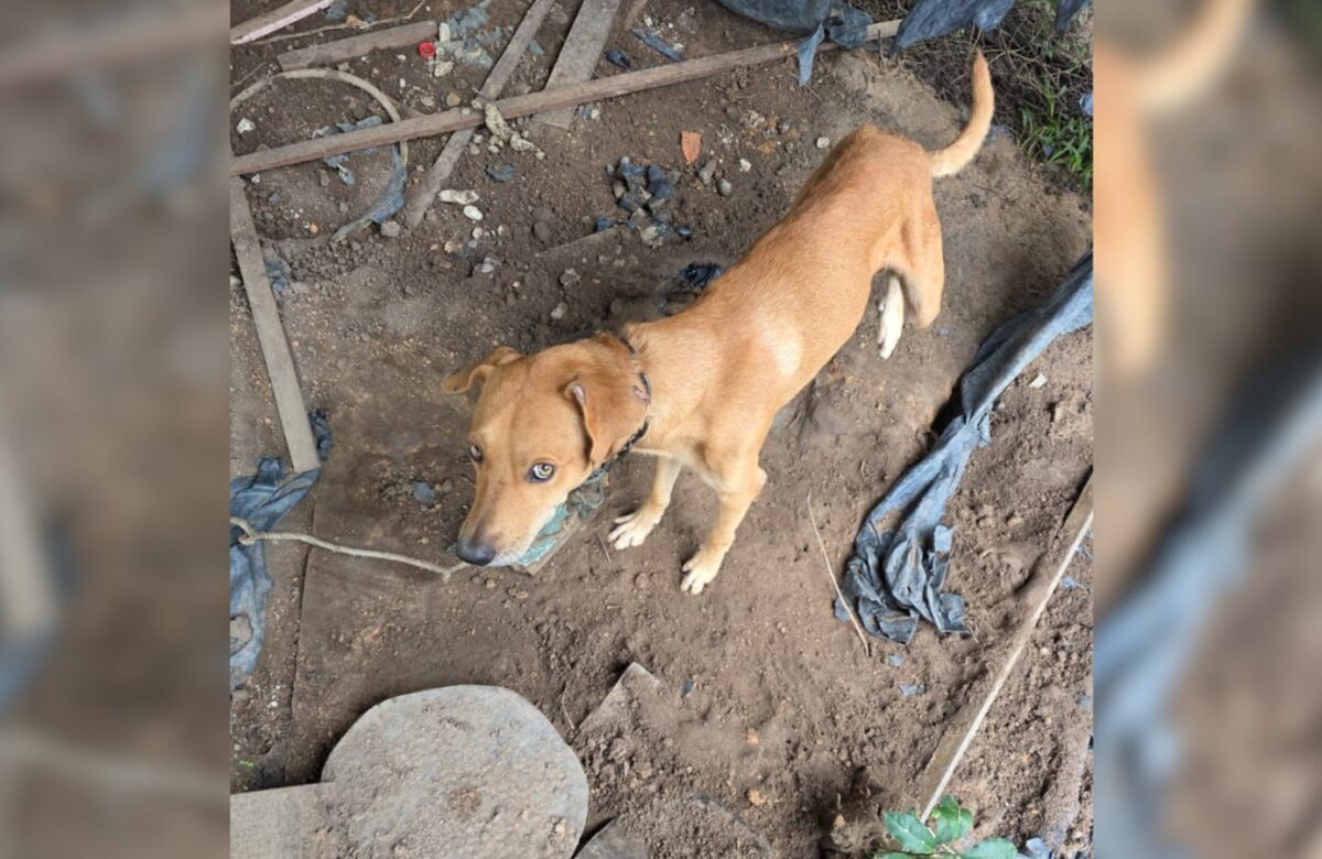 Homem é preso em flagrante por maus-tratos a cão mantido acorrentado por mais de dois meses