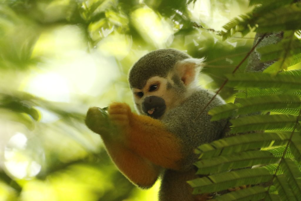 Especialistas alertam sobre riscos de alimentar macacos do Bosque Rodrigues Alves